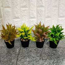 Green plant