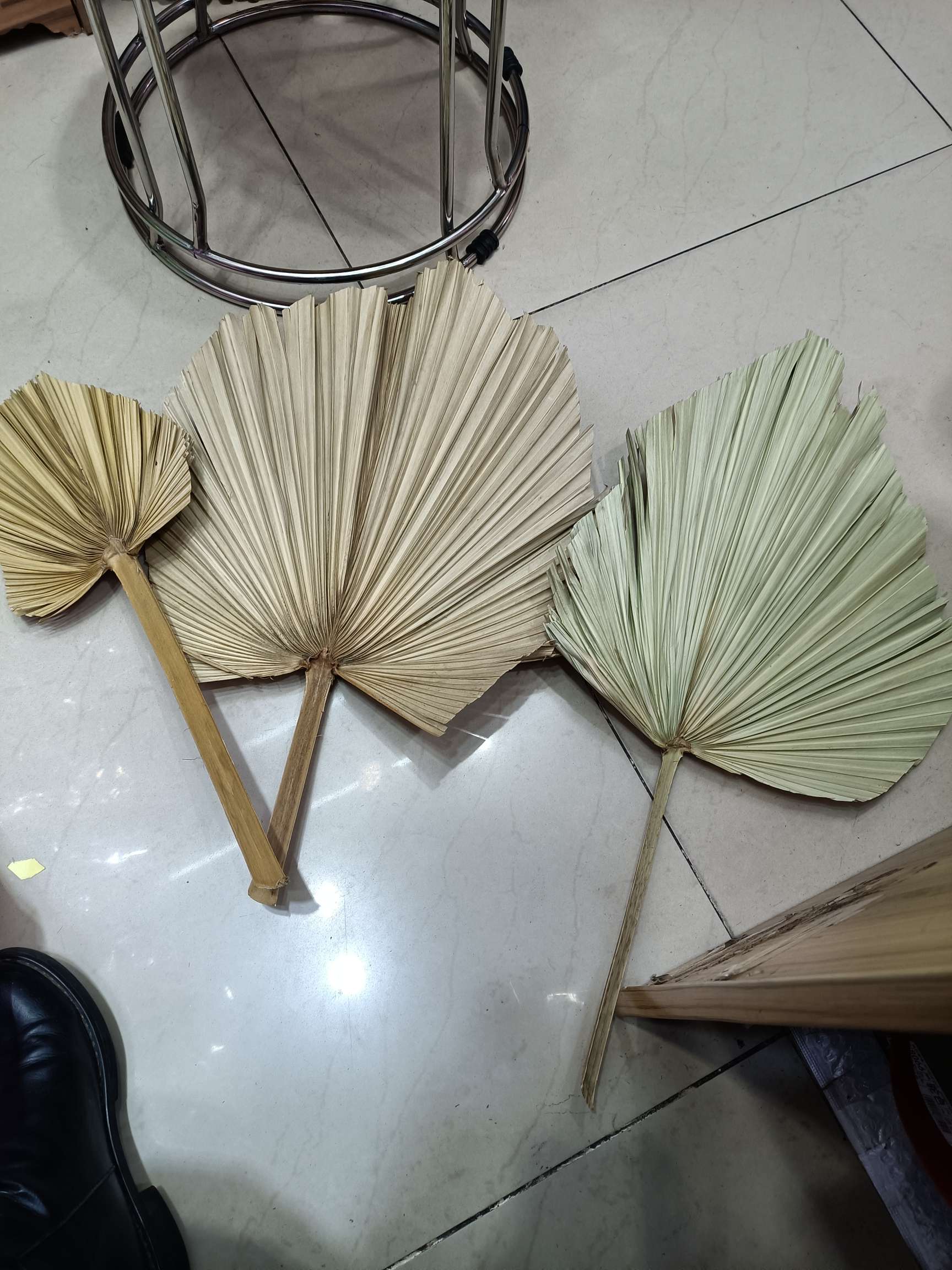 蒲扇 扇子 葵扇 大树叶 棕榈叶 永生花 芦苇 铁叶