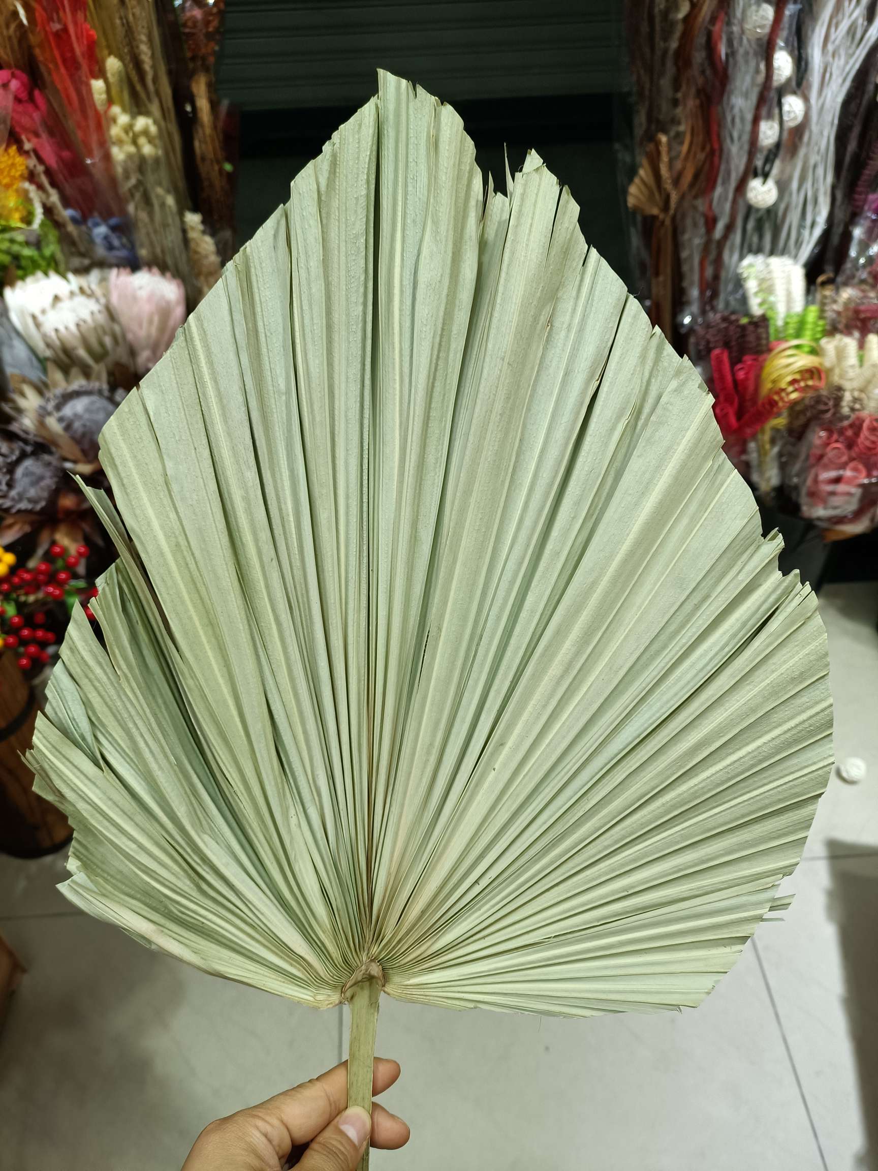 蒲扇 扇子 葵扇 大树叶 棕榈叶 永生花 芦苇 铁叶细节图