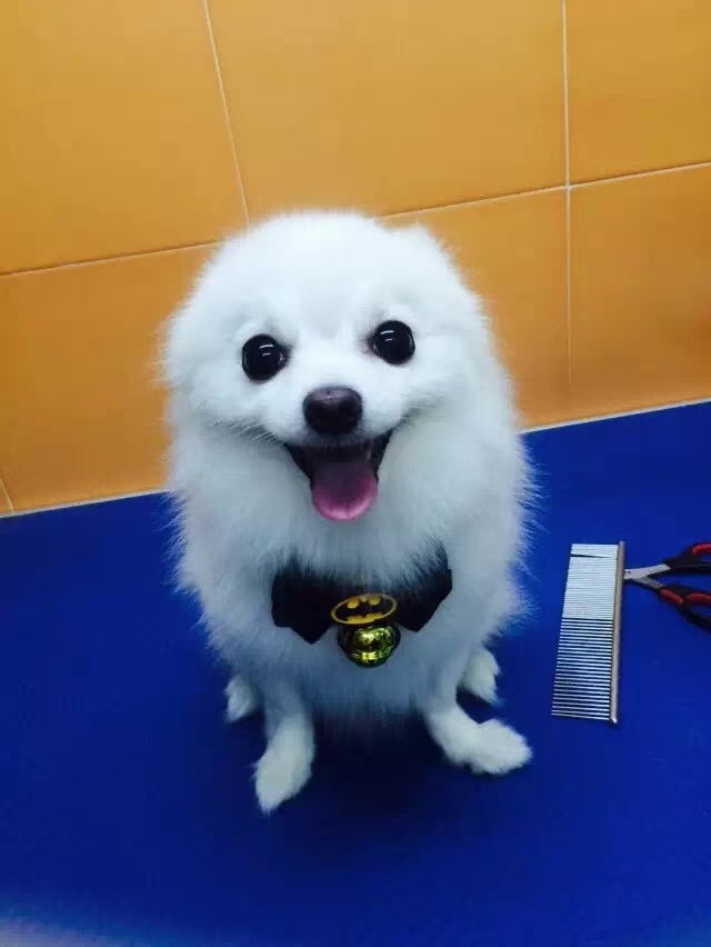 🎄 漫威领花骨折价清 🎄 原价8元每个，现价100元20个，       才5元 每个。 🎄 圣诞送会员，不错详情图8