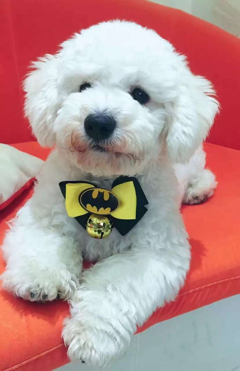 🎄 漫威领花骨折价清 🎄 原价8元每个，现价100元20个，       才5元 每个。 🎄 圣诞送会员，不错详情6