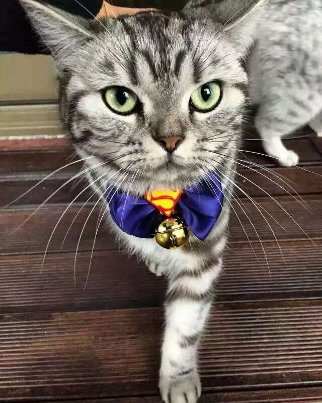 🎄 漫威领花骨折价清 🎄 原价8元每个，现价100元20个，       才5元 每个。 🎄 圣诞送会员，不错详情7