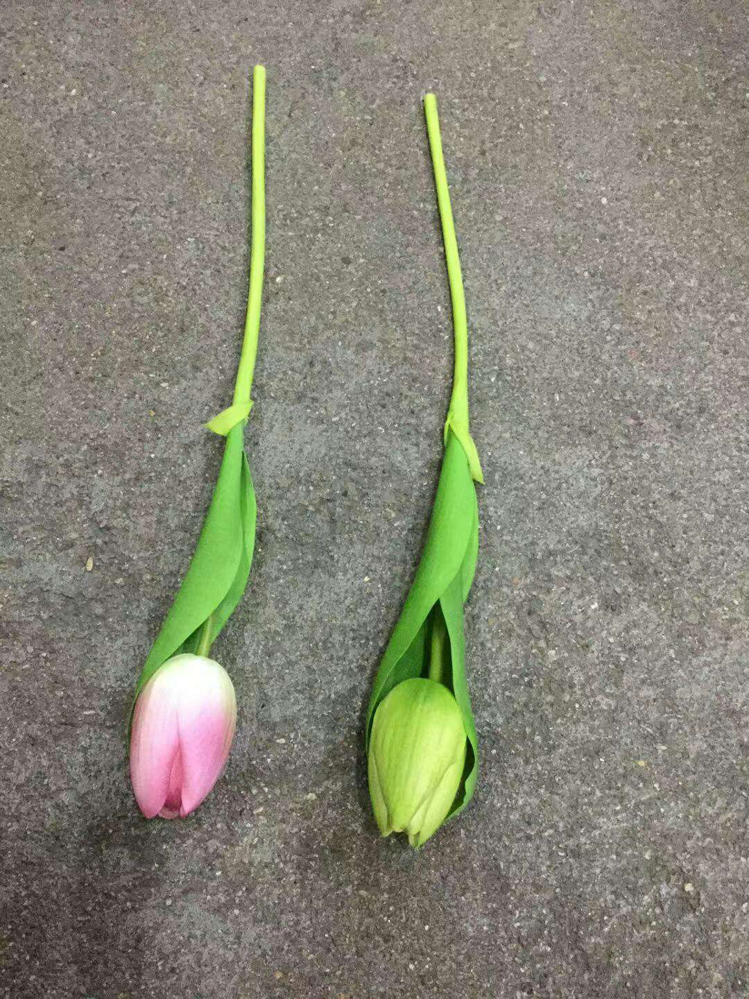 زهرة توليب واحدة