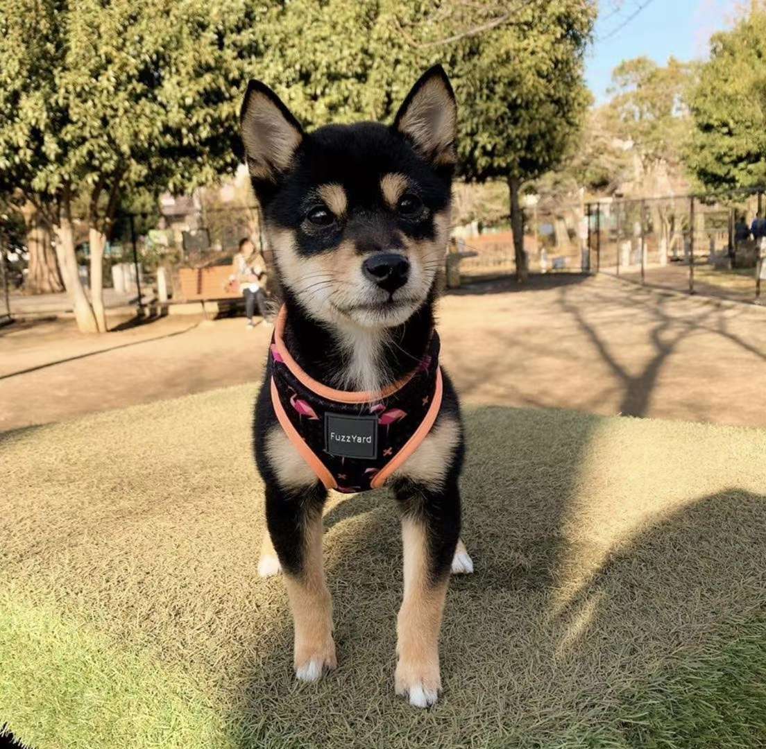 价格超低还有买赠！澳洲🇦🇺福希雅进口胸背，颜色鲜亮，超轻质地超柔软详情7