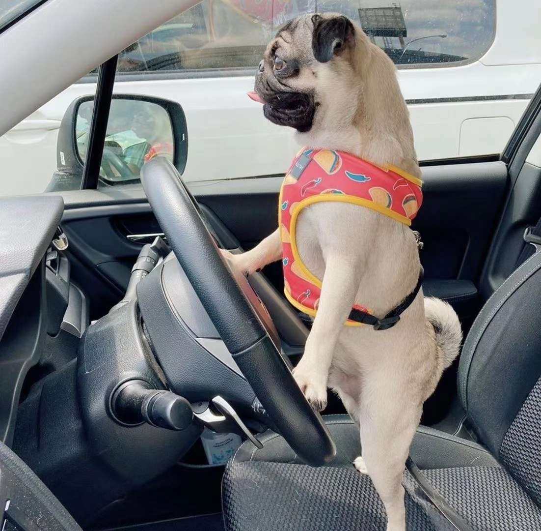 进口胸背/寵物进口胸背/寵物胸背帶细节图