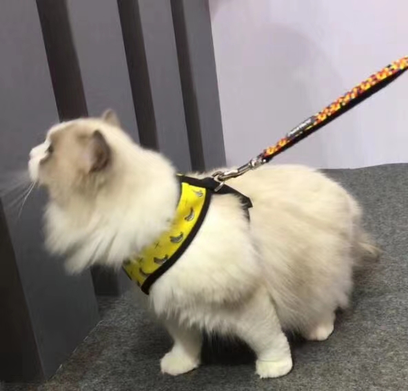 澳洲福希雅进口胸背，颜色鲜亮，超轻质地超柔软详情5