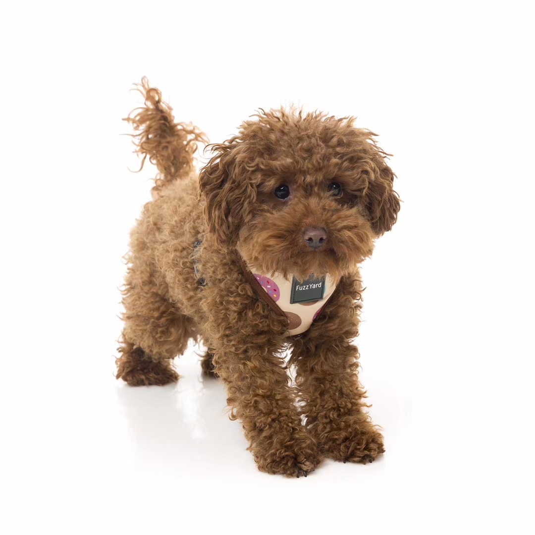 价格超低还有买赠！澳洲🇦🇺福希雅进口胸背，颜色鲜亮，超轻质地超柔软详情12