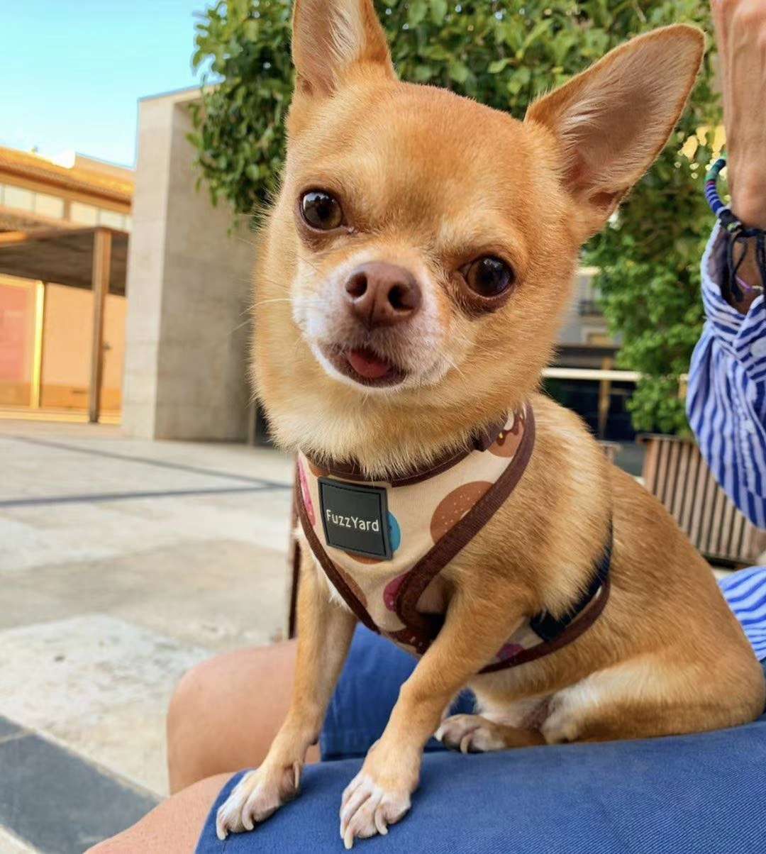 价格超低还有买赠！澳洲🇦🇺福希雅进口胸背，颜色鲜亮，超轻质地超柔软详情3