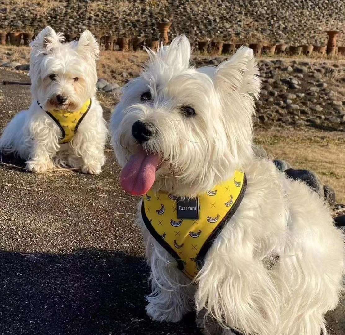 澳洲福希雅进口胸背，颜色鲜亮，超轻质地超柔软详情图8