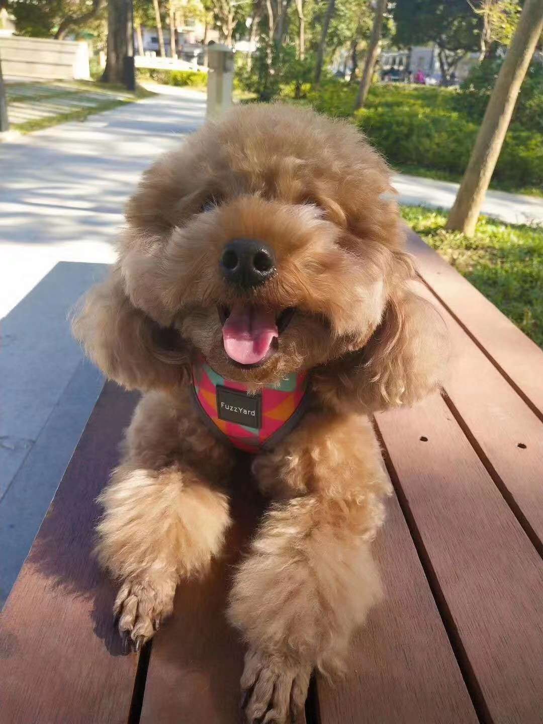 束缚带/塑体衣/矫正带实物图