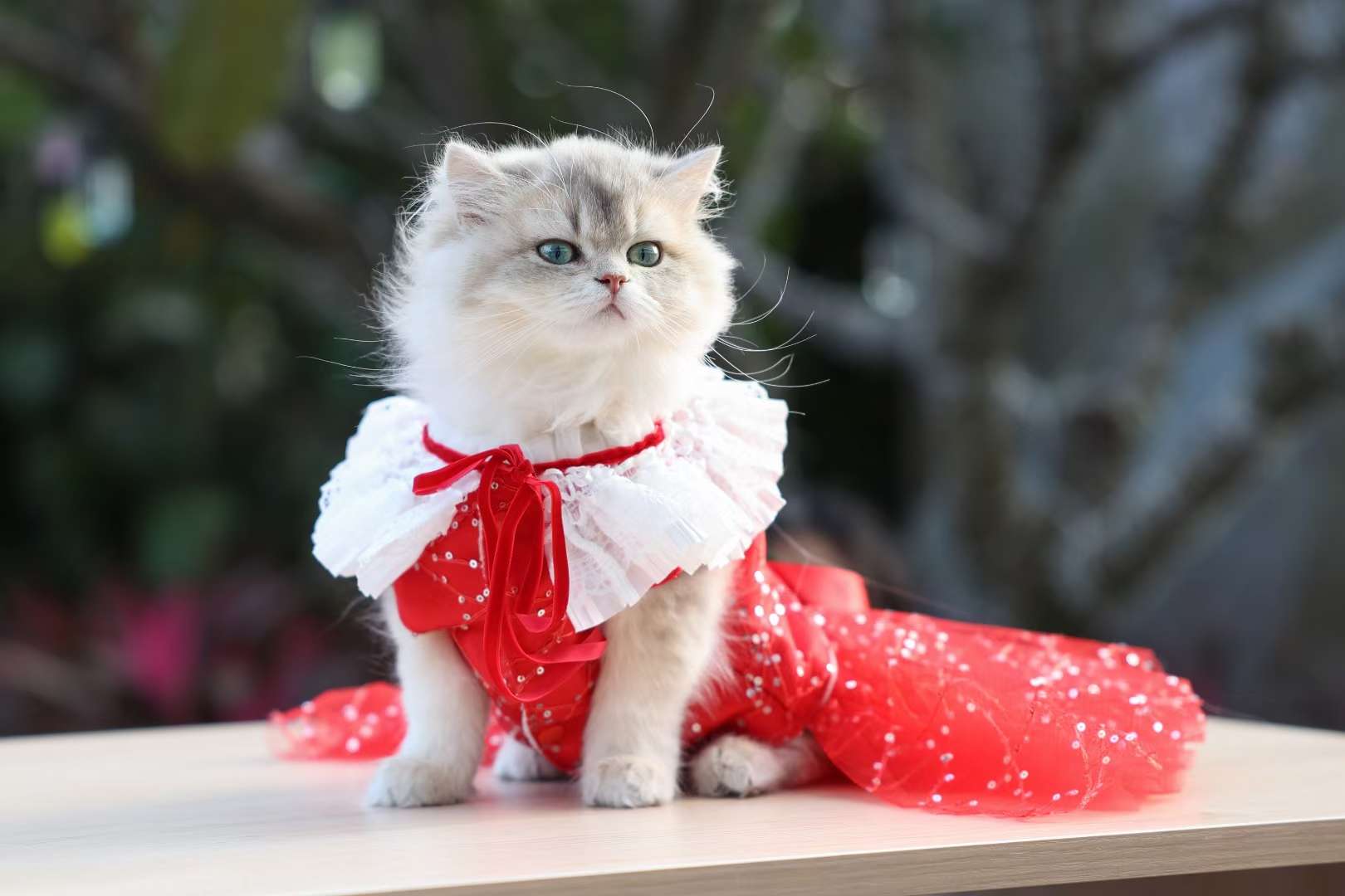 新年斗篷赶紧预备起来，出街相当拉风，拜年红包收到手软哦