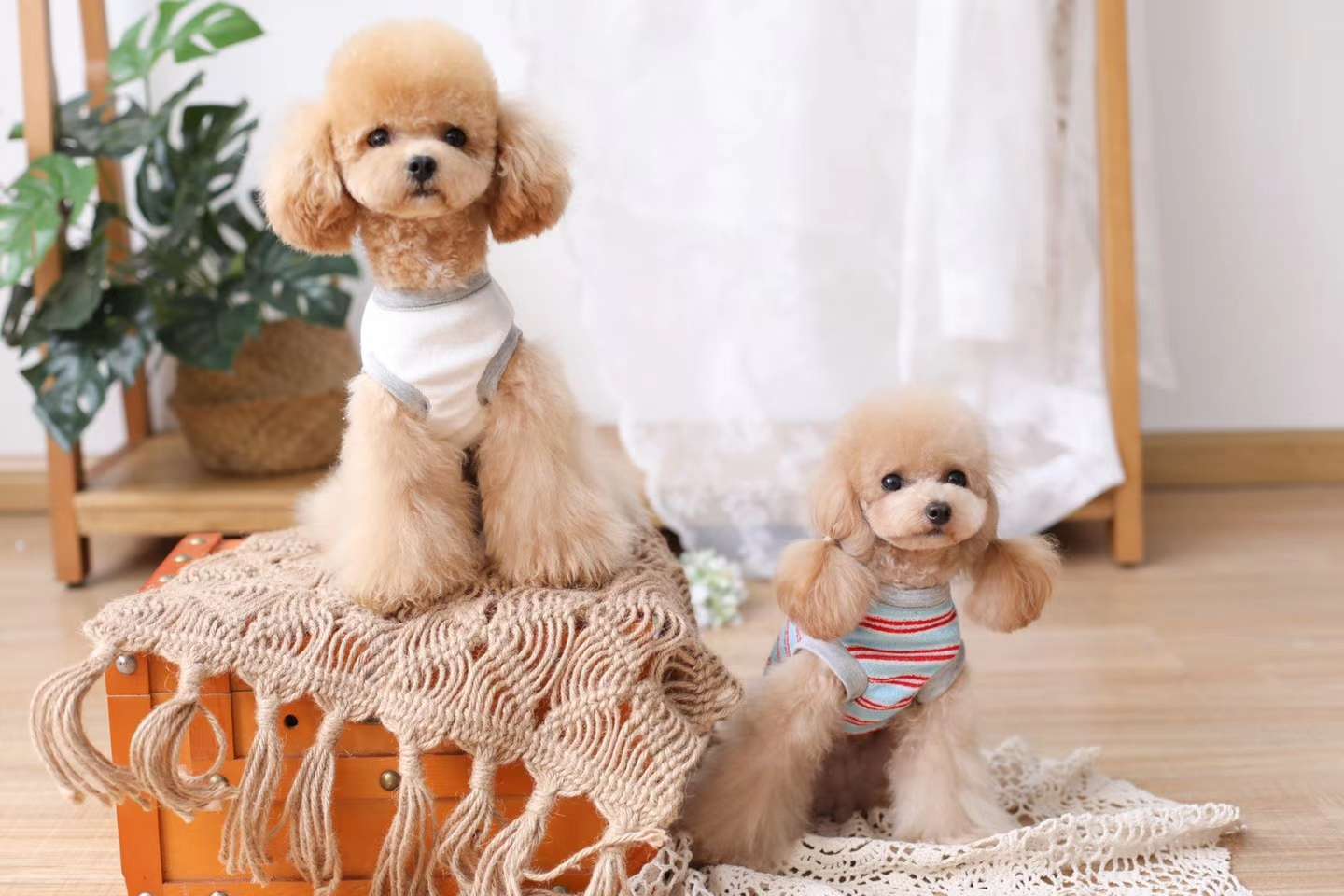 狗狗服装实物图