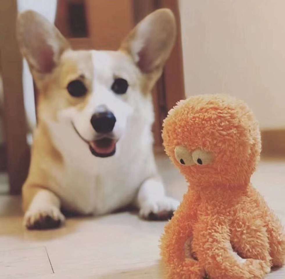 [Australia FuzzYard toy year-end special] Australia 🇦🇺 fun sound toys, imported super soft fabric, dogs love to play, double stitch sewing, than ordinary plush play