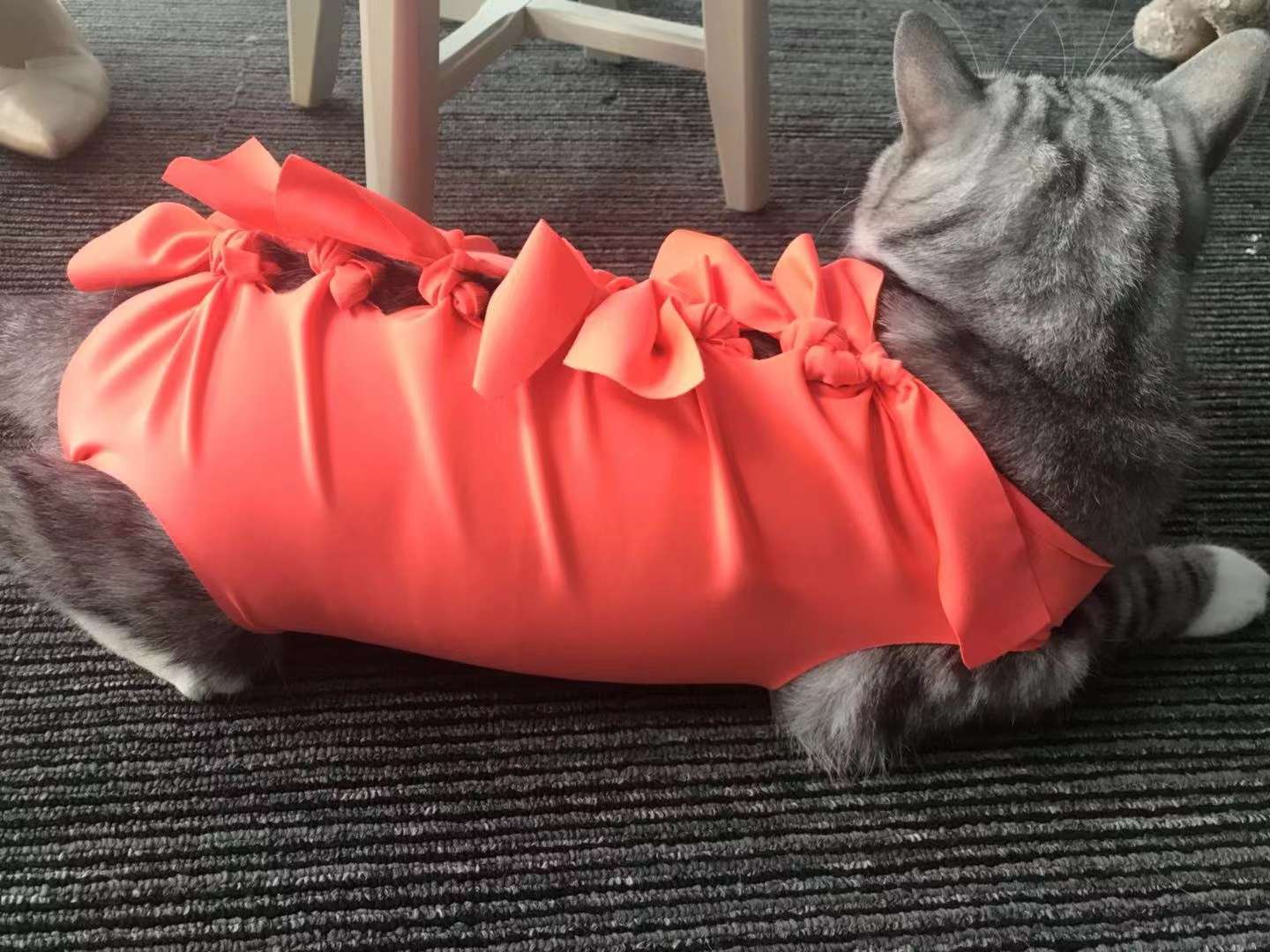 宠物宝宝术后服 进口米兰尼面料 四面弹力 厚实舒适详情图6