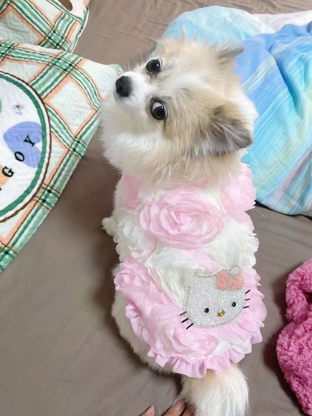 宠物宝宝奶油蛋糕，小甜心服装！新年礼服，外出绝对的焦点哦！