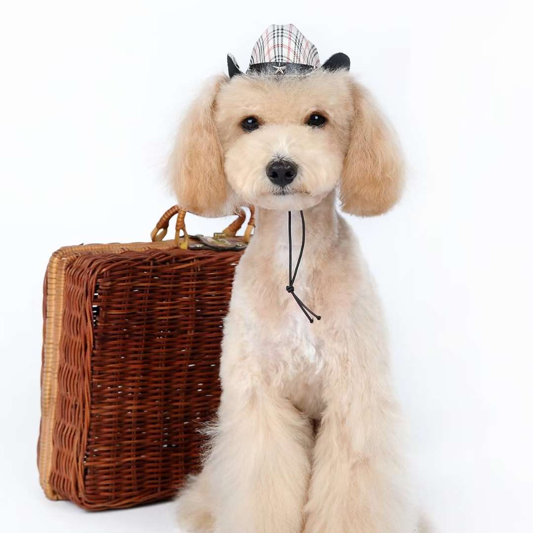 宠物宝宝礼帽，高定型耐压不变形！
甩不掉！甩不掉！详情5