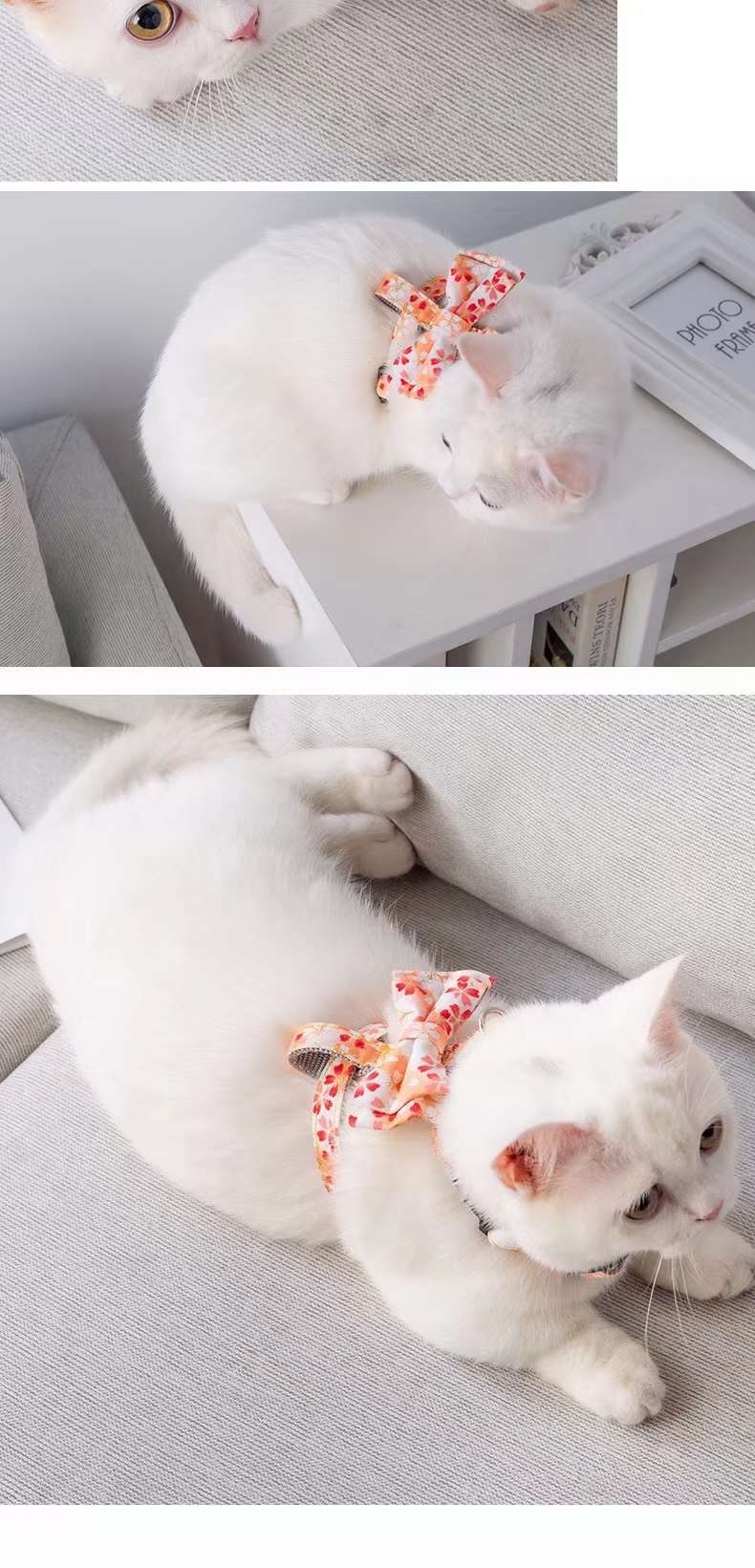猫咪🐱蝴蝶结牵引🎉🎉🎉详情图7