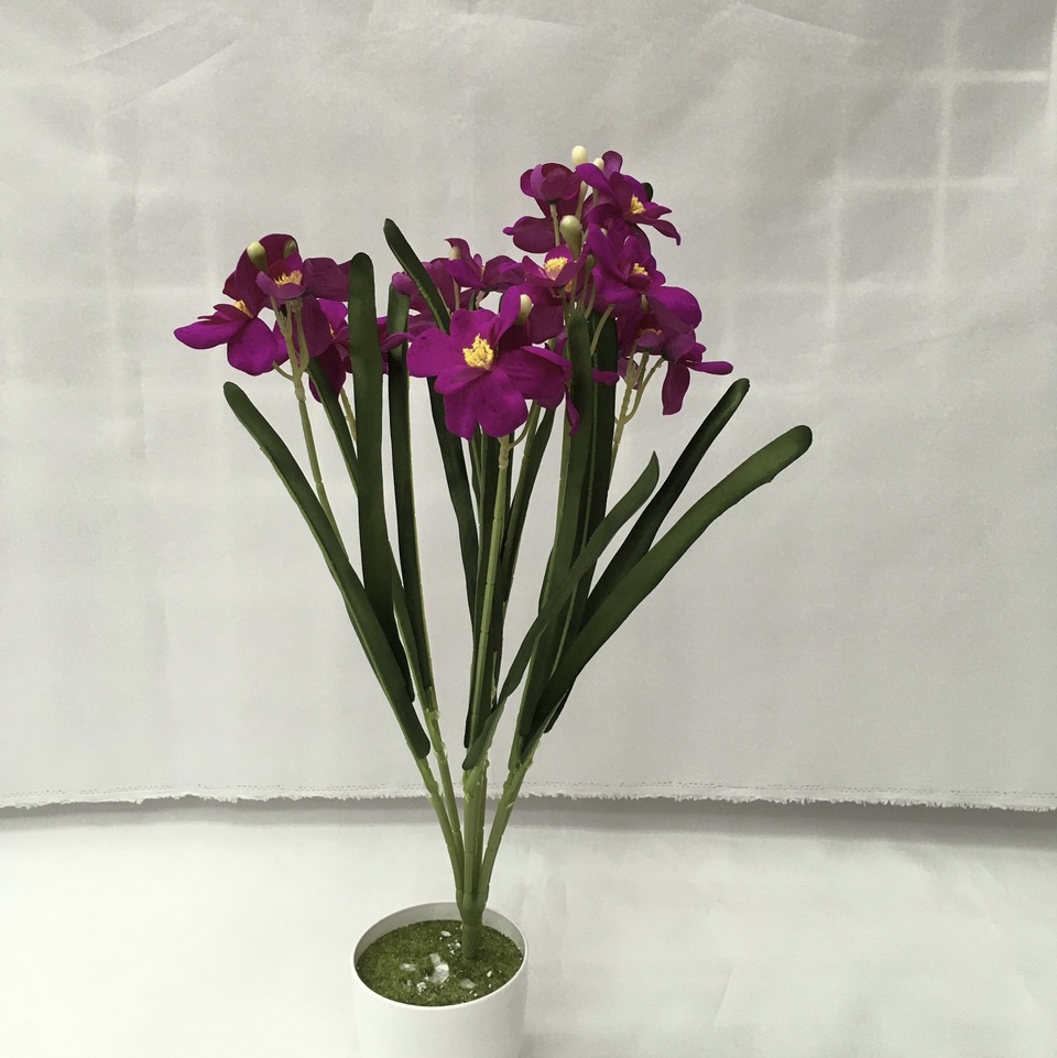 7 spring orchids