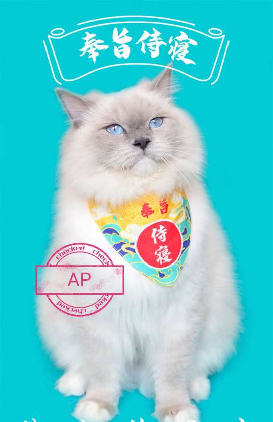 宠物宝宝口水巾，耐咬，耐抓，耐脏一擦就干净。可水洗！详情3