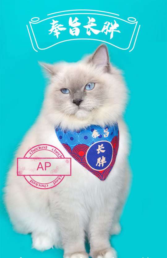 宠物宝宝口水巾，耐咬，耐抓，耐脏一擦就干净。可水洗！详情2