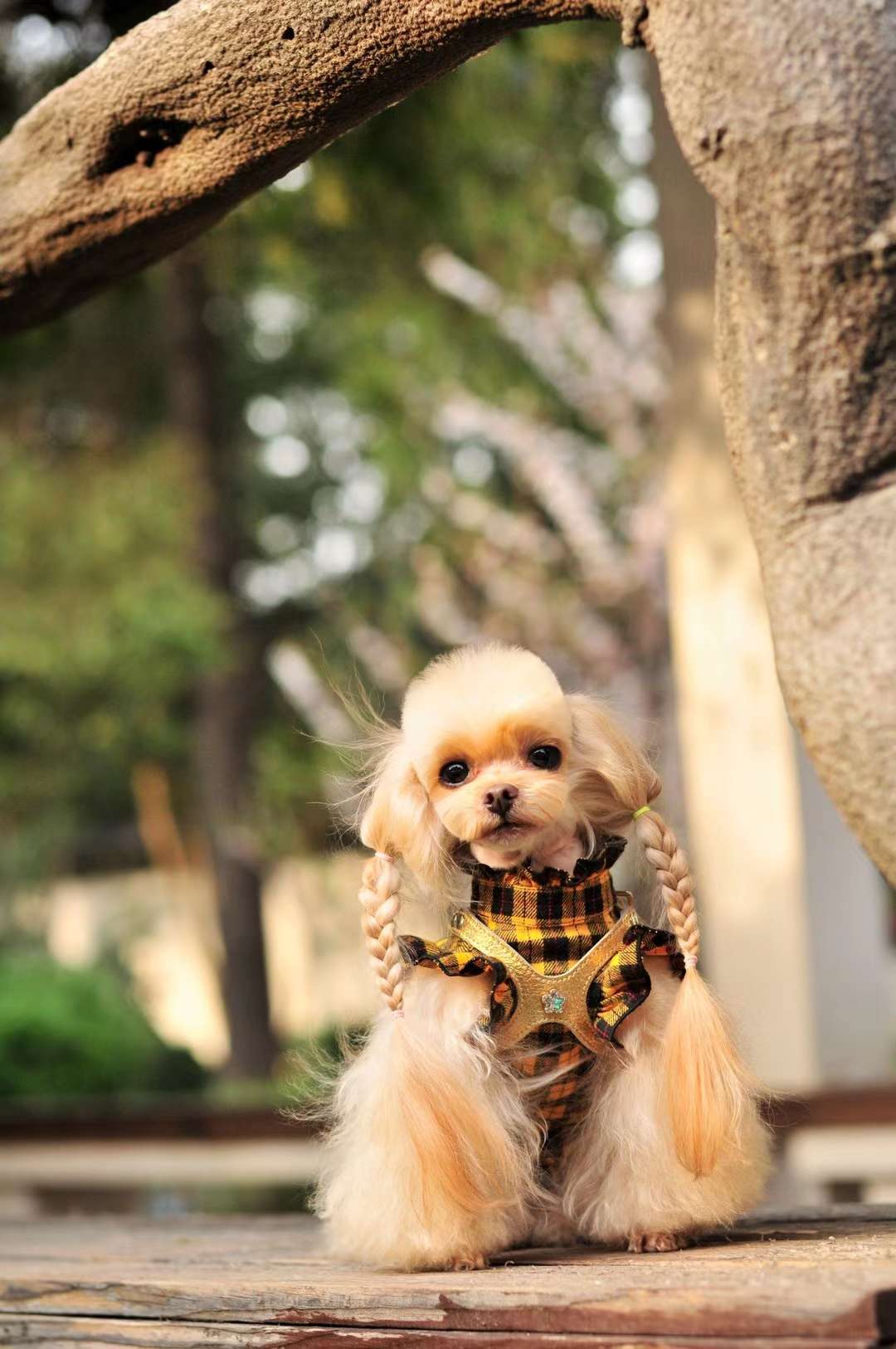 一款超级棒的宠物宝宝衣服胸背带，一组买家秀让大家欣赏欣赏！详情图8