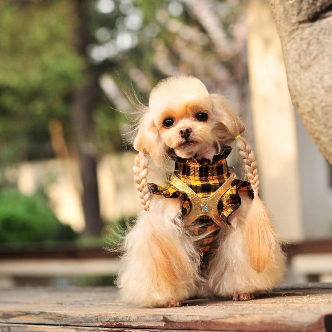 一款超级棒的宠物宝宝衣服胸背带，一组买家秀让大家欣赏欣赏！