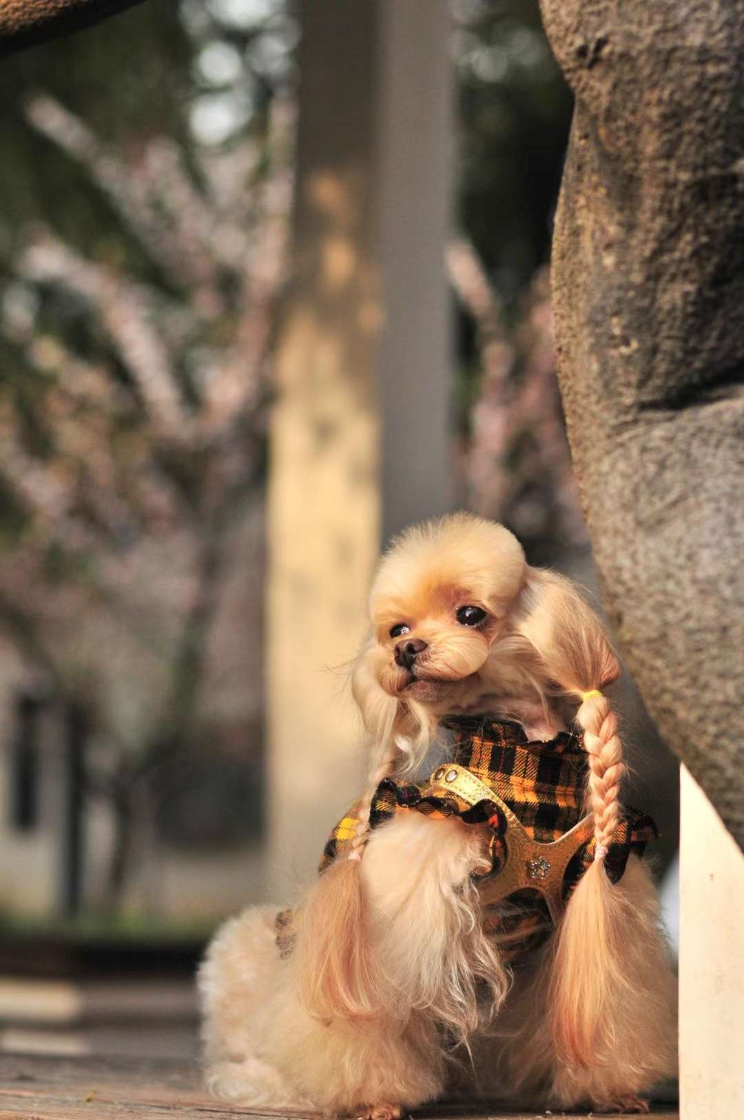 狗狗服装实物图