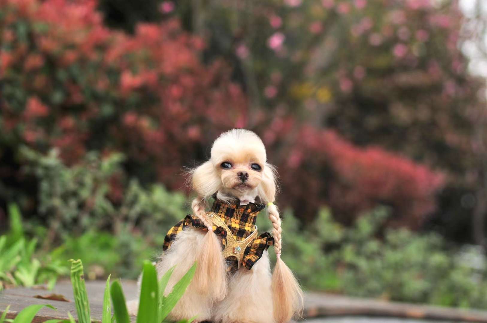 一款超级棒的宠物宝宝衣服胸背带，一组买家秀让大家欣赏欣赏！详情图4