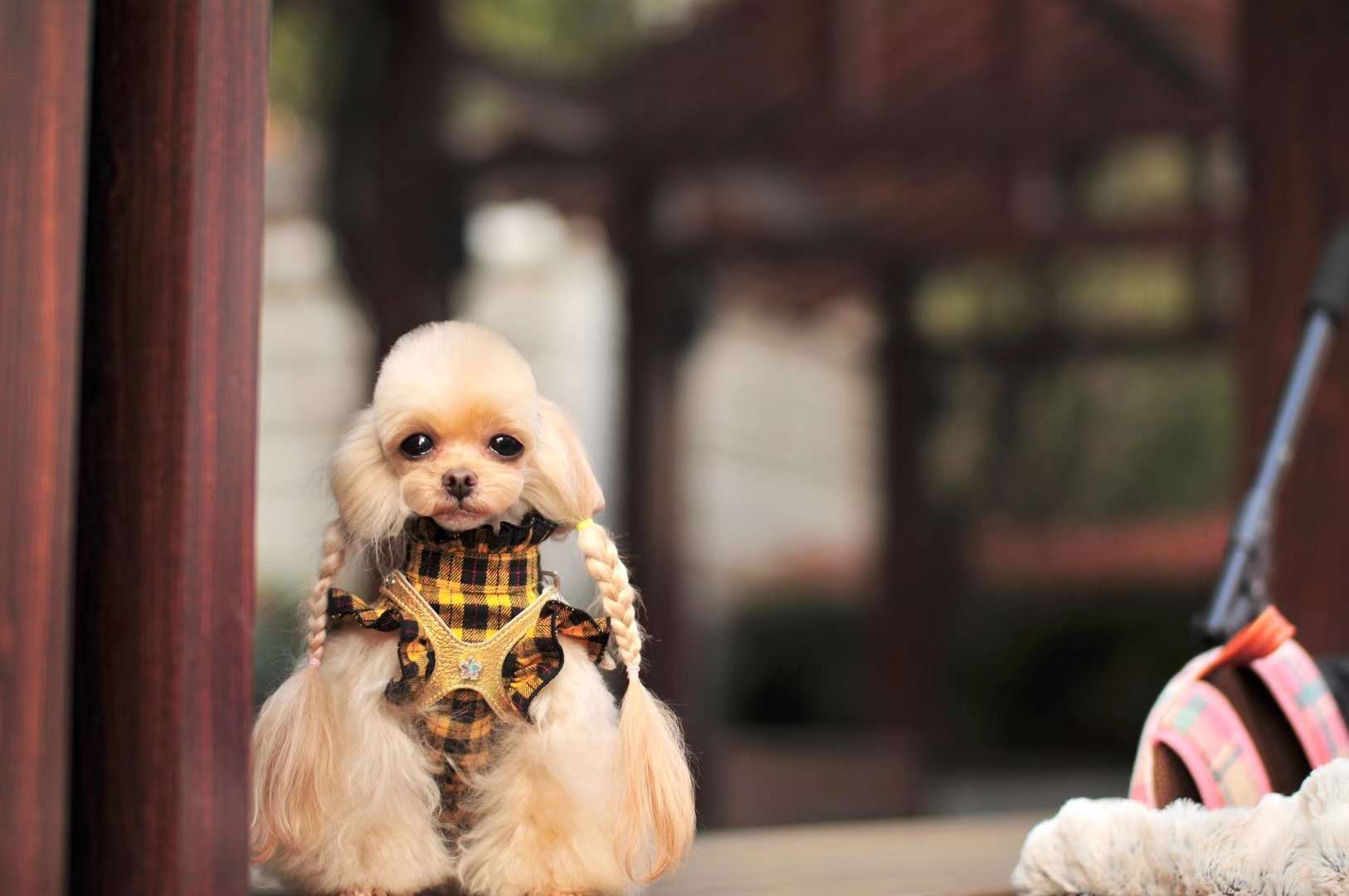 一款超级棒的宠物宝宝衣服胸背带，一组买家秀让大家欣赏欣赏！详情图12