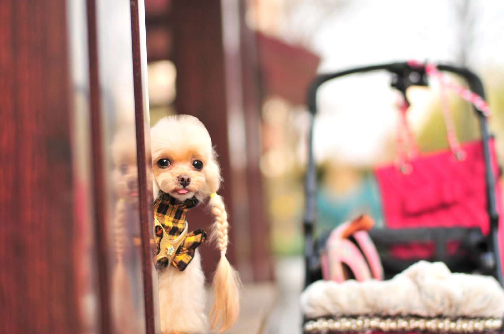一款超级棒的宠物宝宝衣服胸背带，一组买家秀让大家欣赏欣赏！详情图11
