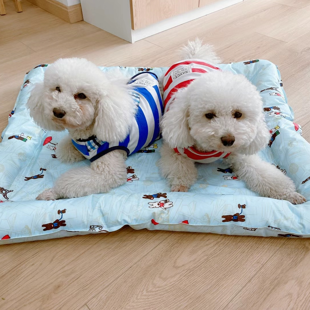 Pet supply buyers show, two dogs together to feel
New ice pad this summer!
All kinds of flowers, start to receive orders, welcome to place orders!
