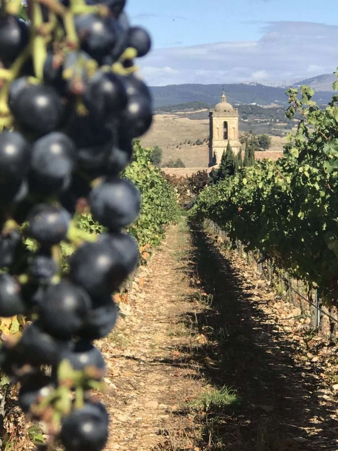 【原瓶进口】西班牙原瓶原装佳途干红葡萄酒/红酒详情图5