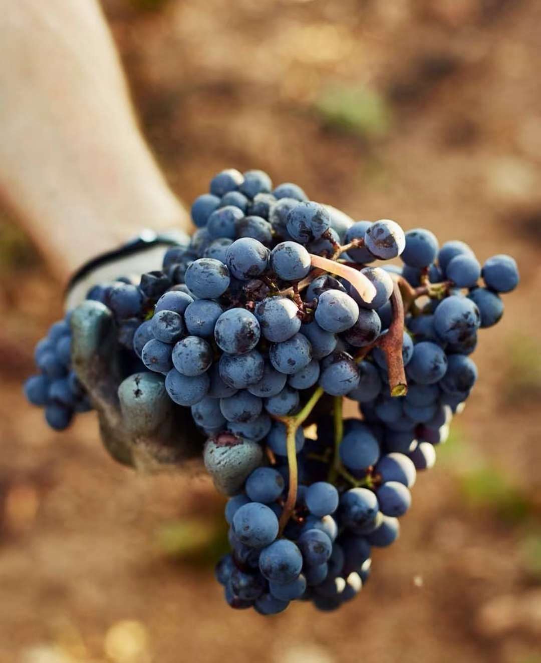 【原瓶进口】西班牙原瓶原装佳途干红葡萄酒/红酒详情图2