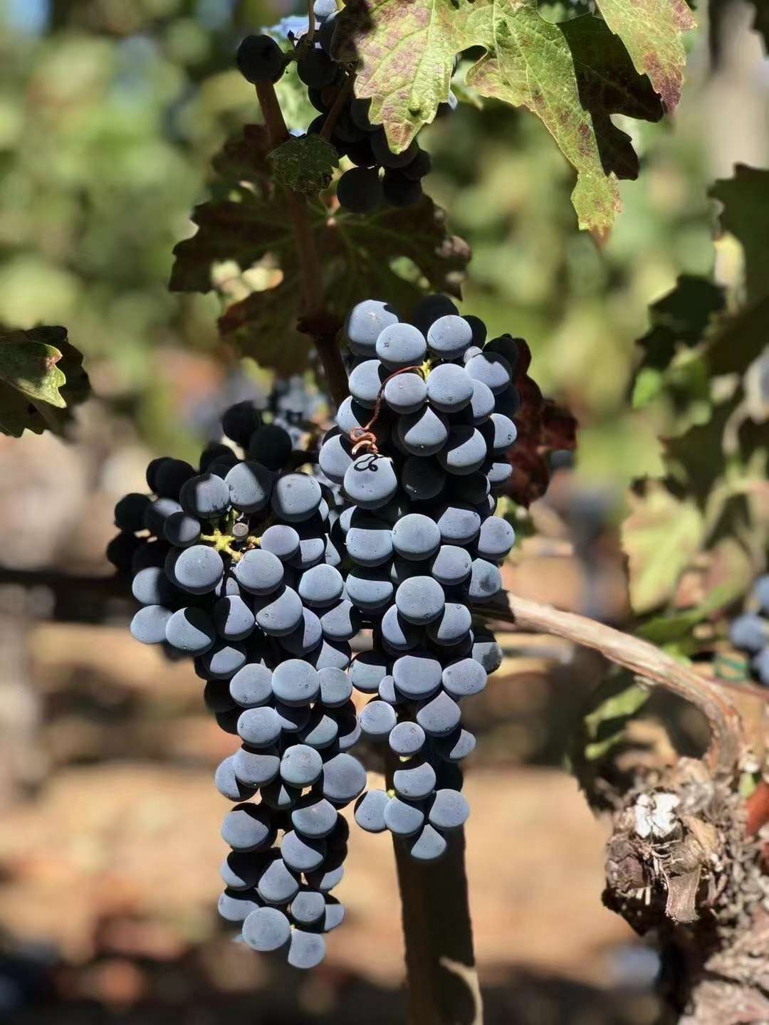 【原瓶进口】西班牙原瓶原装泰拉兰迪酒庄男爵干红葡萄酒/红酒详情图4