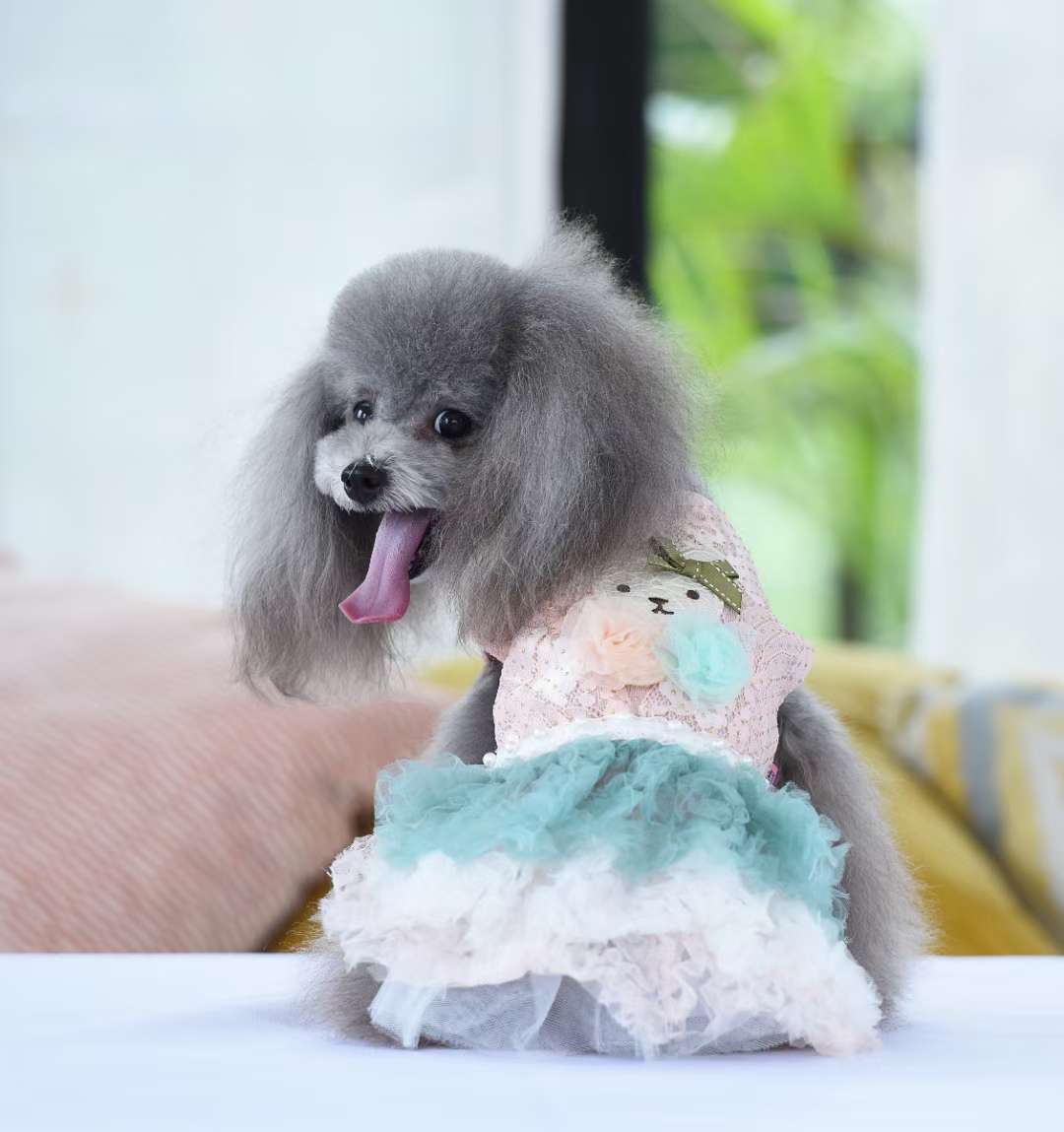 宠物用品，仙仙小裙子特价特价出啦！需要的老板联系我！详情8