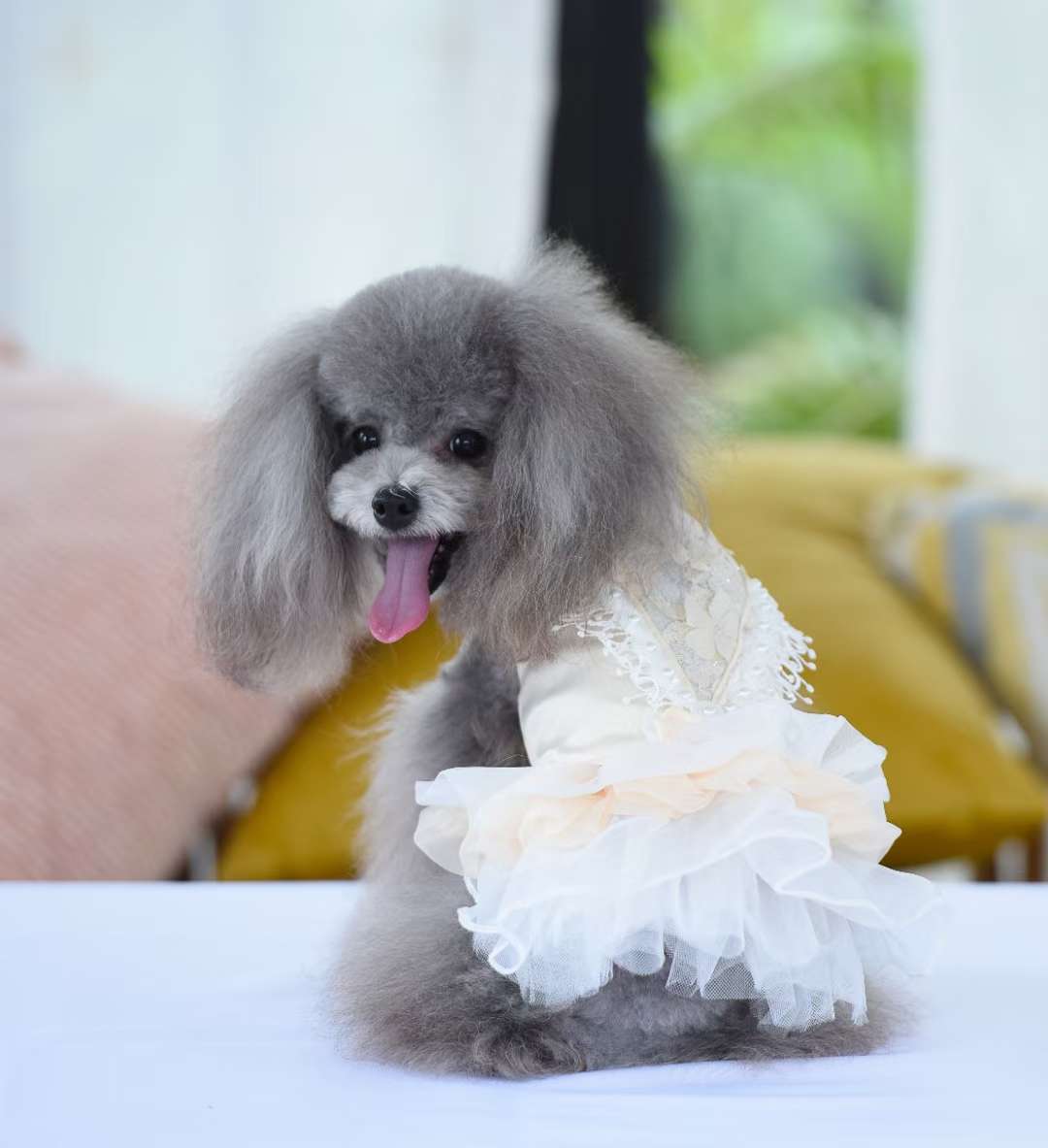 宠物用品，仙仙小裙子特价特价出啦！需要的老板联系我！详情5