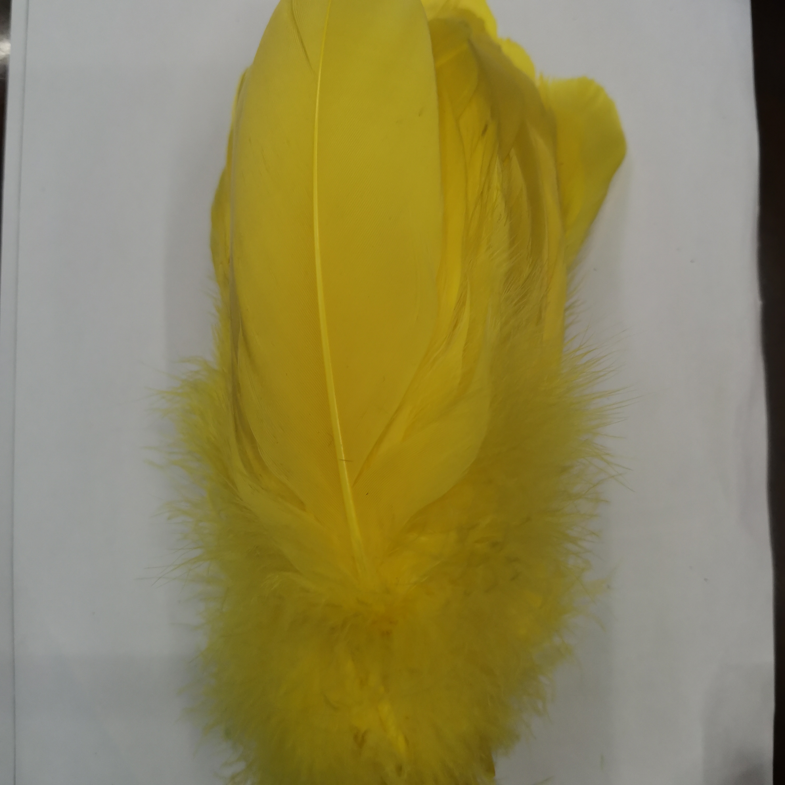 中飘黄色