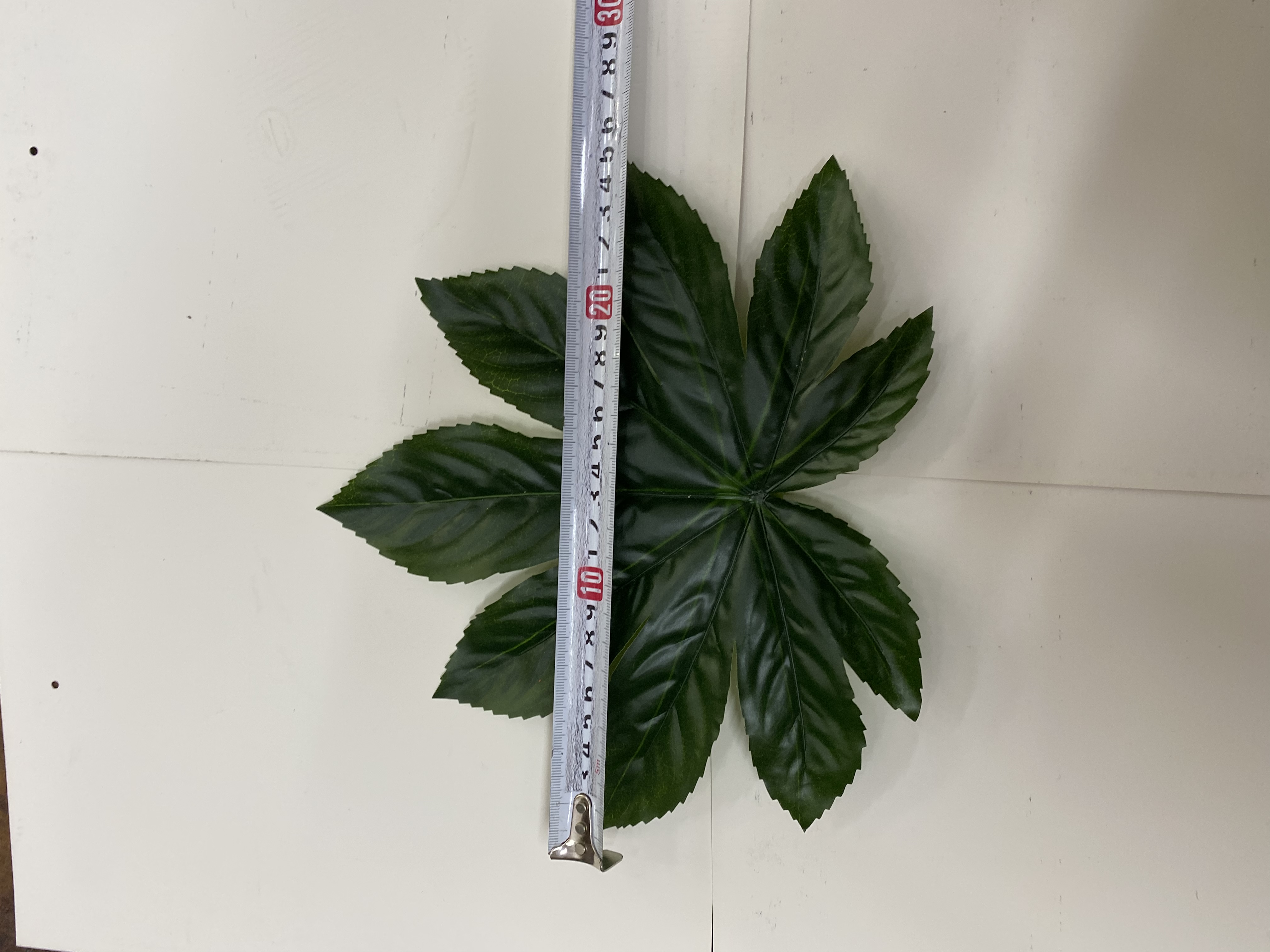 八角金盘3 号产品图