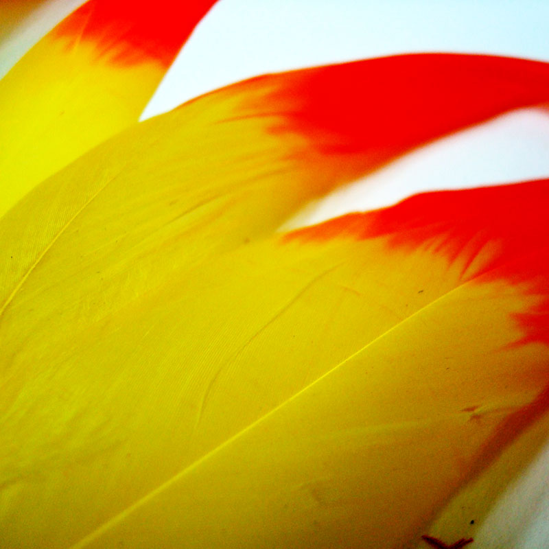 舞台演出服饰用品鸡尾毛染头，多色可染详情图3