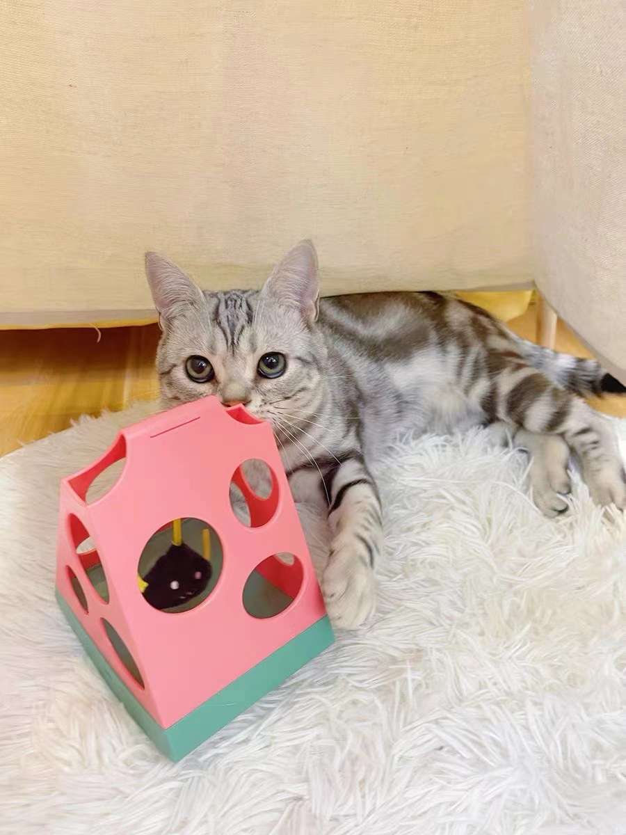  魔力瓜瓜玩/磁悬浮猫玩具/宠物猫玩具产品图