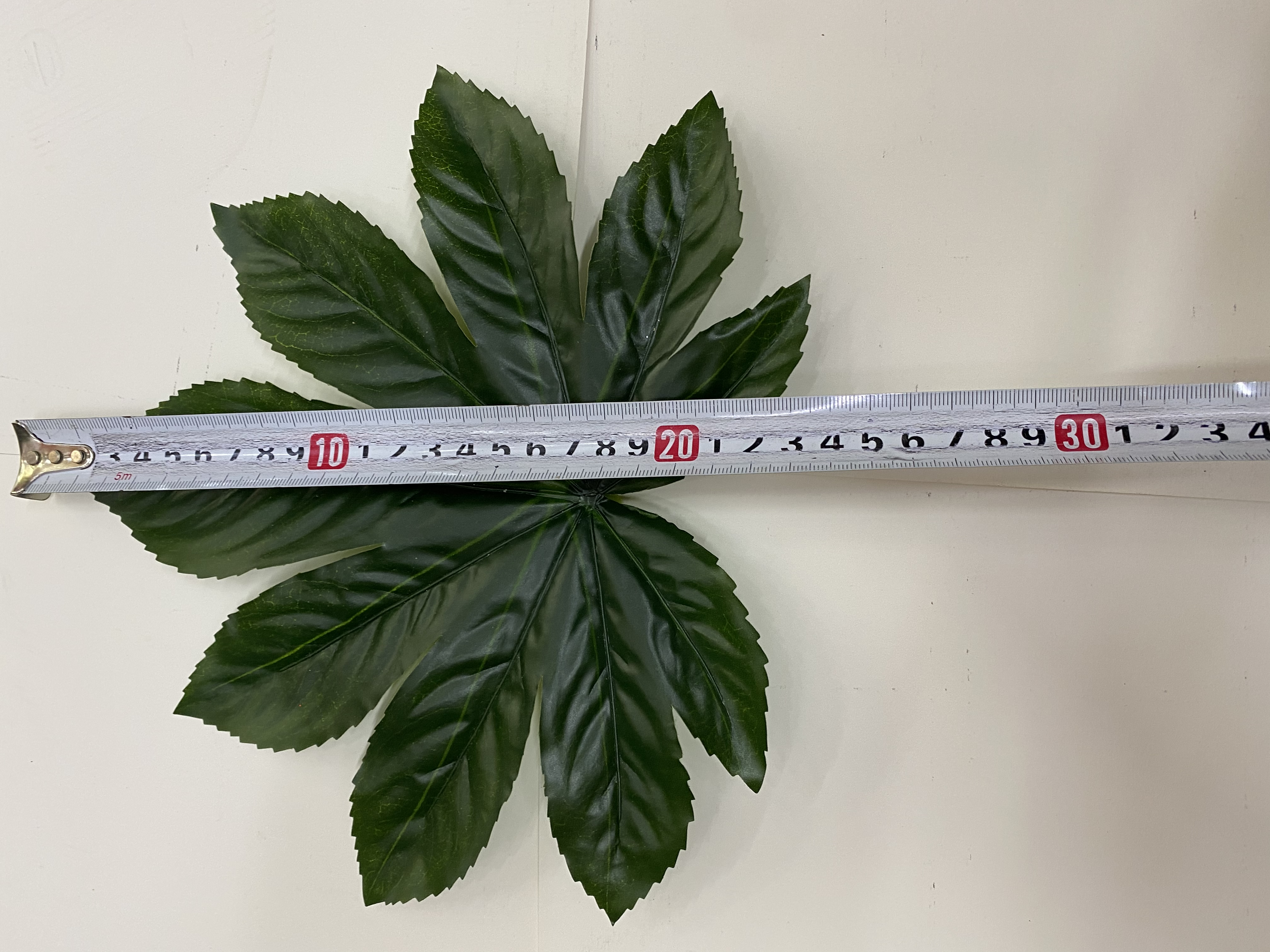 八角金盘3 号细节图