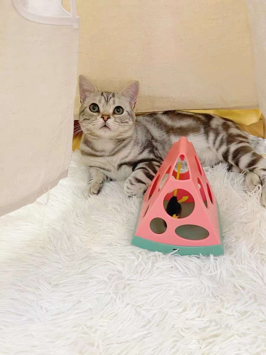 宠物用品！#FOFOS 魔力瓜瓜
『喵星人夏日标配——魔力瓜瓜🍉 』
魔力瓜瓜，FOFOS首款磁悬浮猫玩具！
磁场悬浮详情2