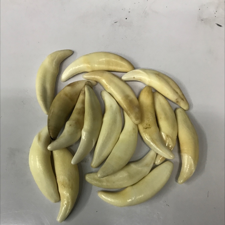 4公分左右中号狗牙