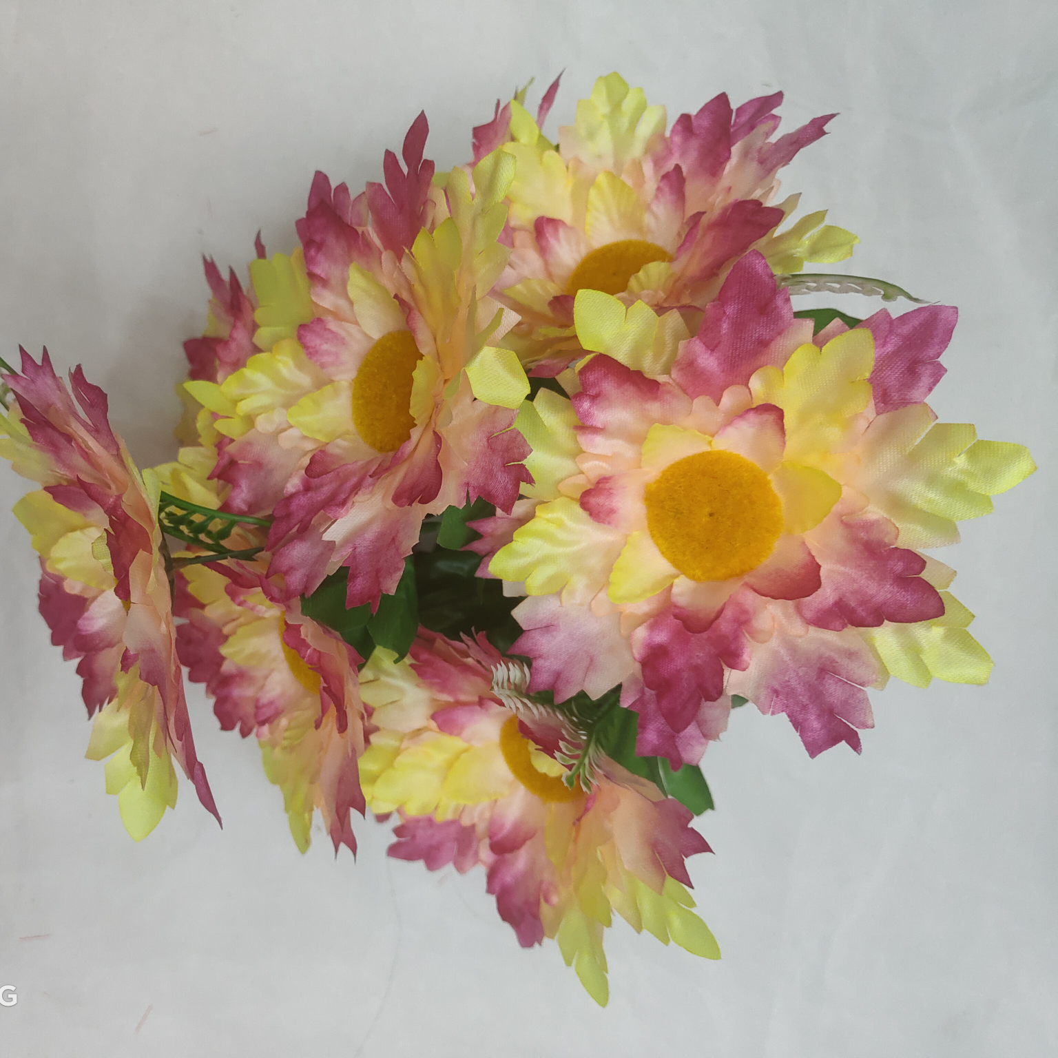 Nine hairy heart chrysanthemums