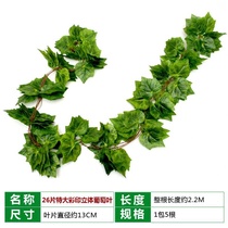 Grape vine