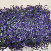 Purple ivy