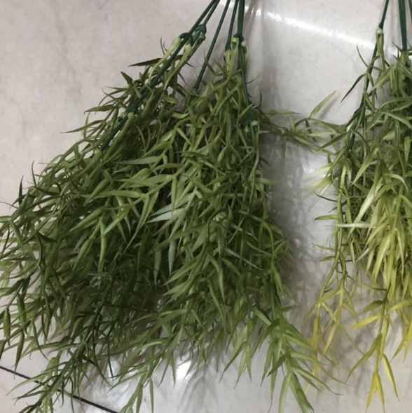 水草一26