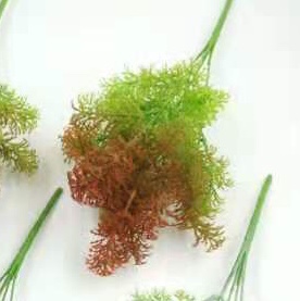水草一7