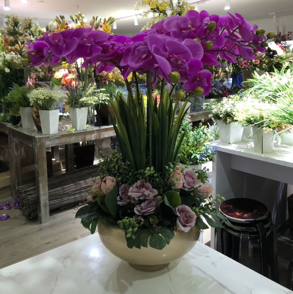 插花 蝴蝶兰 盆栽双色惠兰叶蝴蝶兰叶