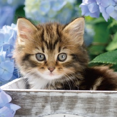 绣球花猫咪线圈本